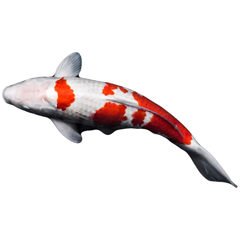 Koi