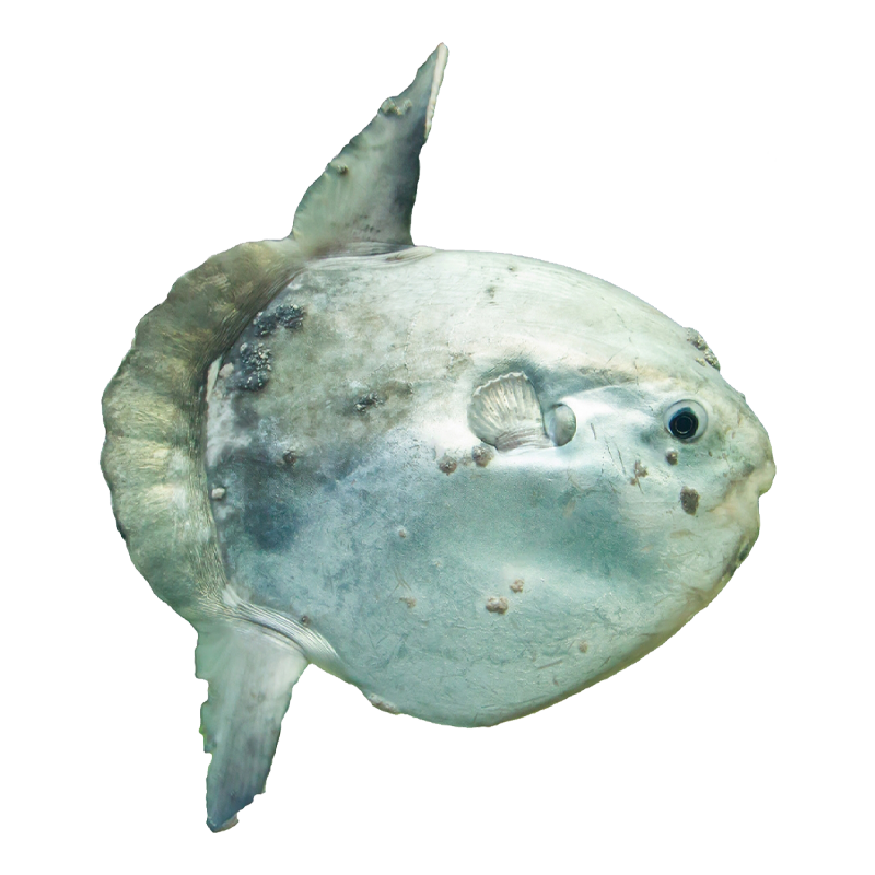Mola