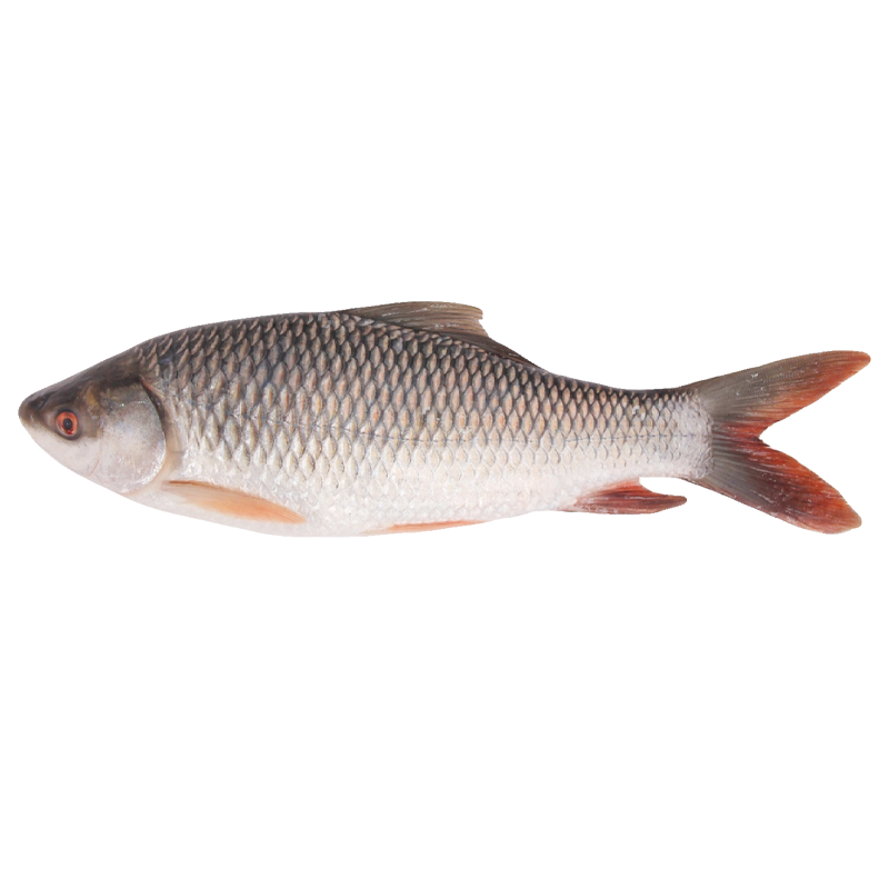 Rohu
