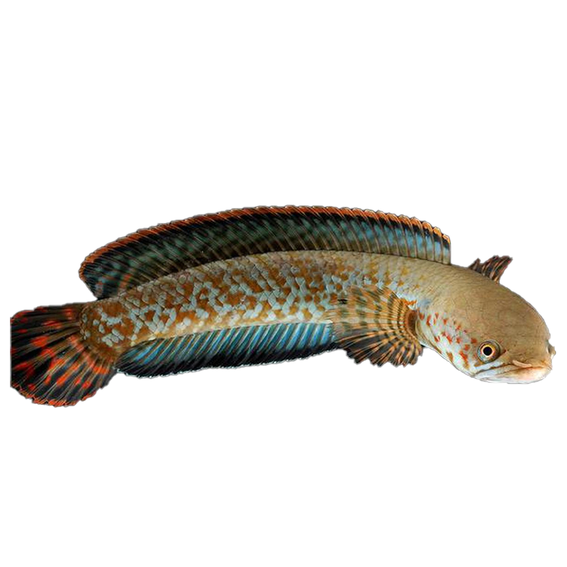 SNAKE HEAD FISH