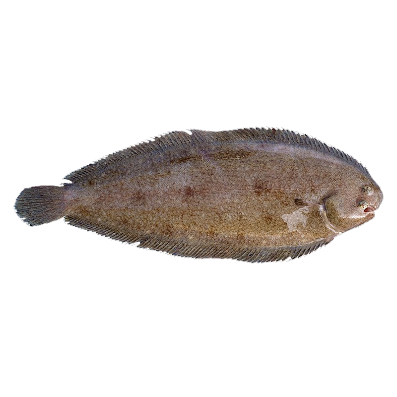 SOLE