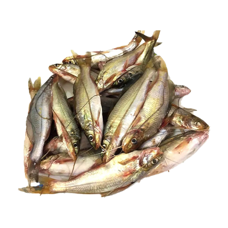 TENGRA