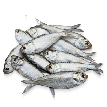 CHAPILA ((250 GRAMS*25 PKT)