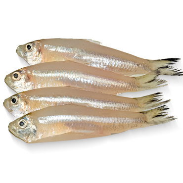 D.MOLA (250 GRAMS*25 PKT)