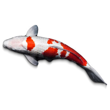 KOI (BLK) (400 GRAMS*15 PKT)