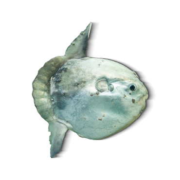 MITHOE/MOLA