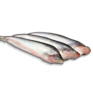 PABDA XXL 10 KG*1 CTN