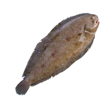SOLE M 10KG 1CTN (PA 221222)