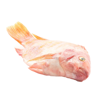 TILAPIA 1 UP