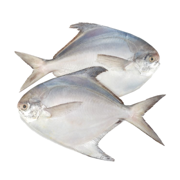 WHITE POMFRET 300/400 GM