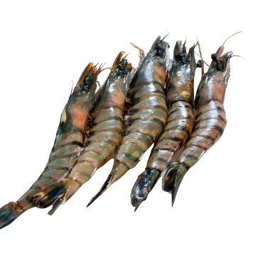 PRAWN 40/50(NNS 10052024)