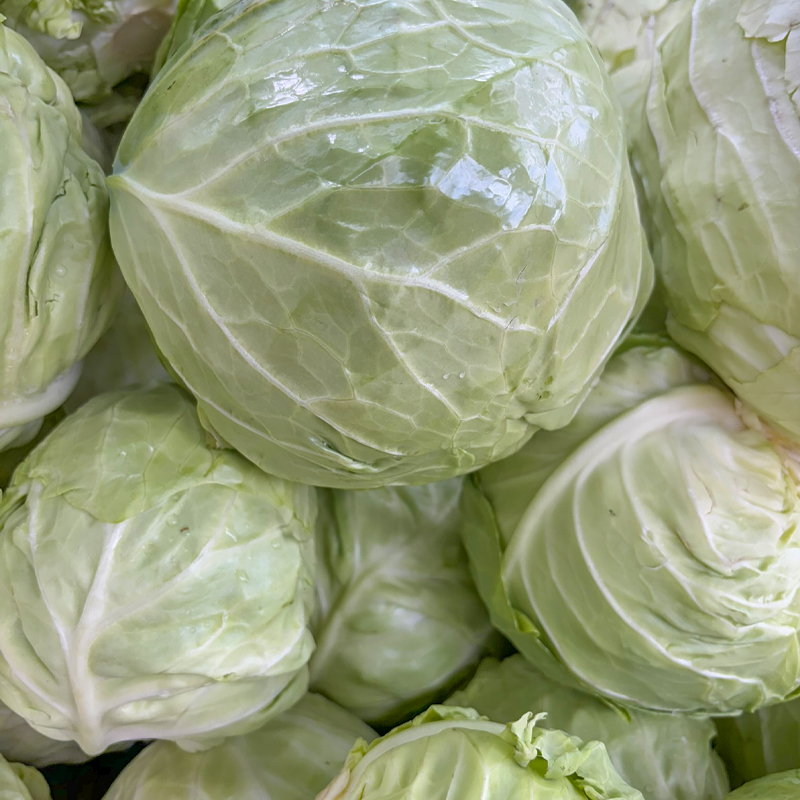 cabbage